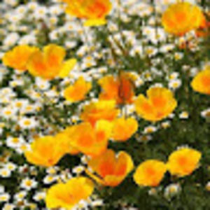 Meet your Posher, Justine